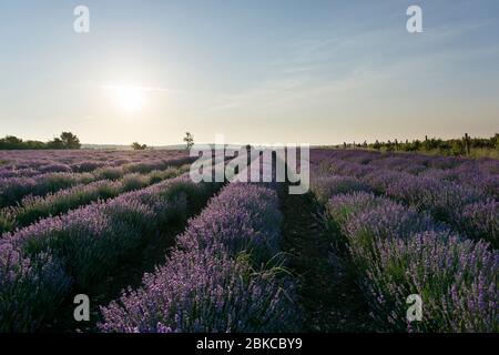 Champs commerciaux de lavande dans la région de Sredna Gora en Bulgarie Banque D'Images
