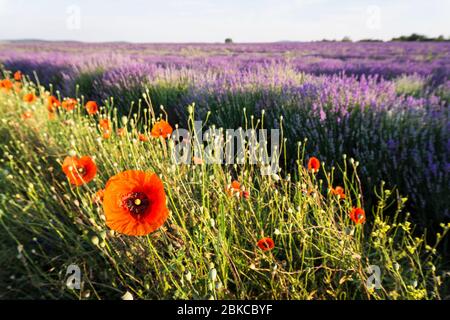 Champs commerciaux de lavande dans la région de Sredna Gora en Bulgarie Banque D'Images