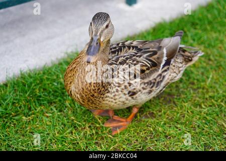 Canard femelle marchant sur la prairie dans le parc des visiteurs de Disneyland Paris. Vue rapprochée du malard femelle, vue en grand angle. Banque D'Images