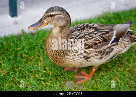 Canard femelle marchant sur la prairie dans le parc des visiteurs de Disneyland Paris. Vue rapprochée du malard femelle, vue en grand angle. Banque D'Images