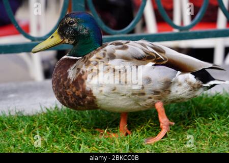 Canard mâle marchant sur la prairie dans le parc des visiteurs de Disneyland Paris. Vue rapprochée du malard femelle, vue en grand angle. Banque D'Images