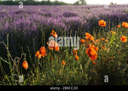 Champs commerciaux de lavande dans la région de Sredna Gora en Bulgarie Banque D'Images