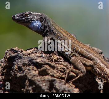 Gallotia galloti ssp. palmae, adulte, homme Banque D'Images