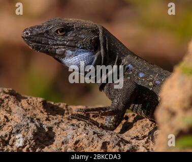 Gallotia galloti ssp. palmae, adulte, homme Banque D'Images