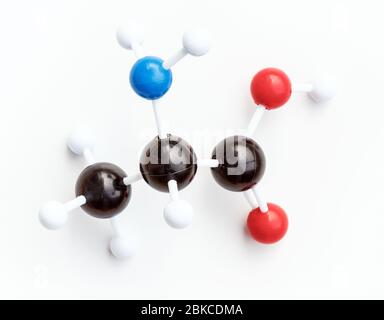 Modèle en plastique à bille et à bâton d'une molécule de L-Aanine ou d'Ala sur fond blanc. L'alanine est l'un des acides aminés protéinogènes. Banque D'Images