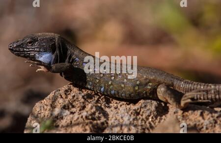 Gallotia galloti ssp. palmae, adulte, homme Banque D'Images