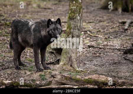 Timberwolf dans la forêt Banque D'Images
