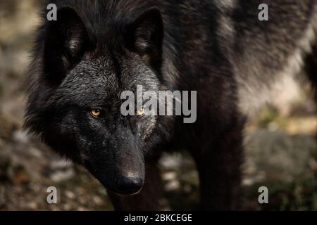 Portrait de timberwolf dans la forêt Banque D'Images