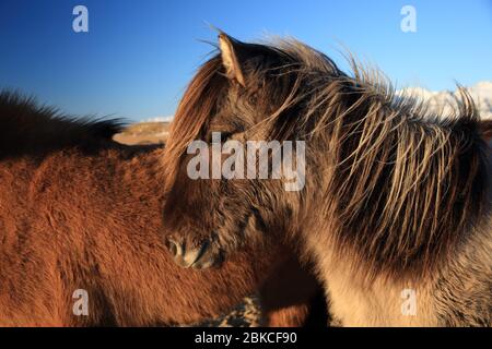 Chevaux sauvages,l'Islande chevaux , Côte Sud, Islande Banque D'Images
