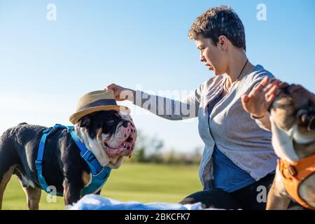 Femme en haut gris mettant un chapeau de paille sur le chien noir et blanc et jouant avec deux buldogs anglais souriant, reposant sur la prairie / herbe verte sur Banque D'Images