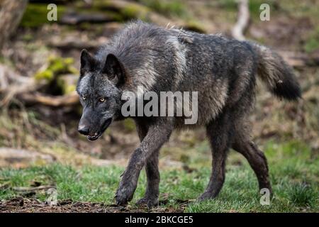 Timberwolf en forêt Banque D'Images