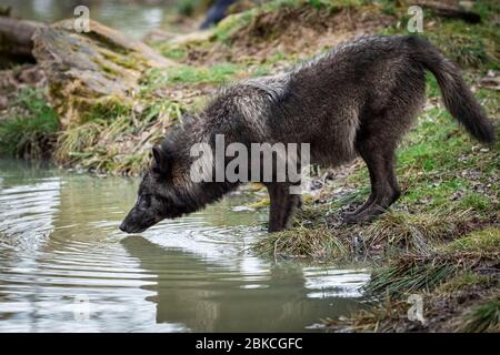 Timberwolf boire dans la forêt Banque D'Images