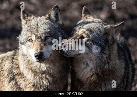 Deux loup gris amoureux Banque D'Images