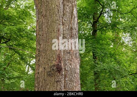 Le tronc d'un beau vieux linden arbre dans la forêt de printemps. (Tilia platyphyllos) Banque D'Images