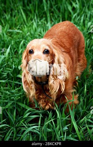 Le chien de race Orange irish Setter dans un masque médical se trouve sur une pelouse verte symbolisant une crise dans l'industrie des animaux de compagnie pendant la pandémie du coronavirus Banque D'Images