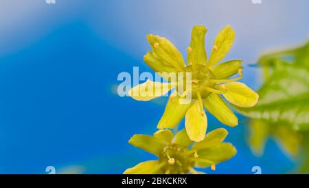 Gros plan de la fleur d'érable jaune sur fond ciel bleu azur avec espace de copie. Acer. Fleurs tendres avec pétales et étamines sur la branche de l'arbre en fleur. Banque D'Images