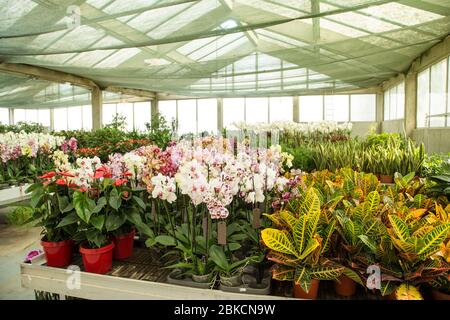 Orchidées colorées dans la maison verte Banque D'Images