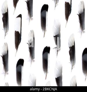 Plumes noires et blanches sur fond blanc Banque D'Images