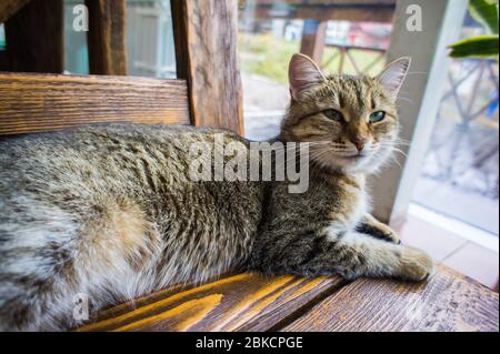 Chat mignon allongé sur une table en bois. Animaux et mammifères concept. Banque D'Images