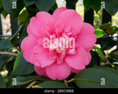 L'anemone ou elegans de camellia rose pâle forme une plante cultivar dans le jardin. Fleur de tsubaki japonais. Rose d'hiver. Banque D'Images