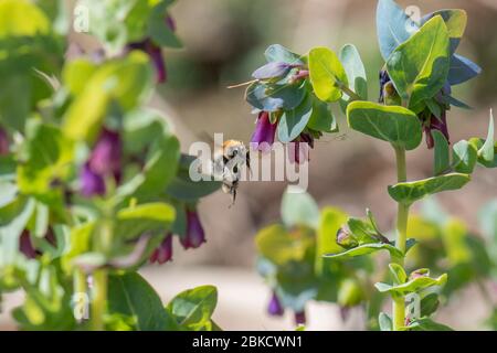 Arbre bourdon (Bombus hypnorum) Banque D'Images