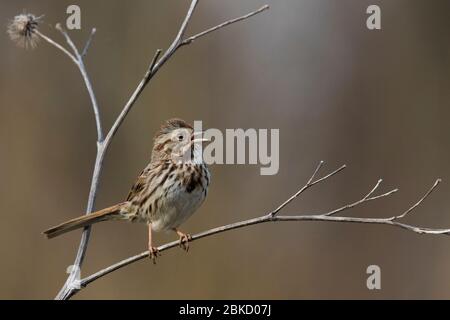 Chant sparrow (Melospiza mélodia) au printemps Banque D'Images