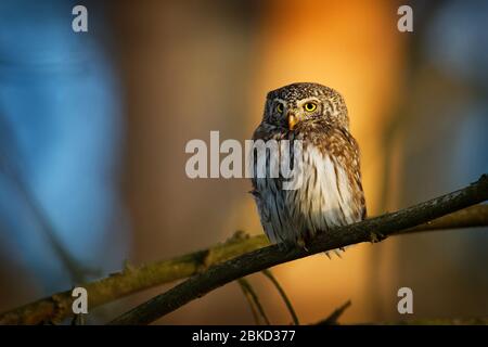 Pygmy-Owl eurasien - Glaucidium passerinum assis sur la branche avec la proie dans la forêt en été. Petit chouette européenne avec fond vert. Banque D'Images