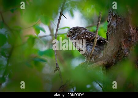 Pygmy-Owl eurasien - Glaucidium passerinum assis sur la branche avec la proie dans la forêt en été. Petit chouette européenne avec fond vert. Banque D'Images