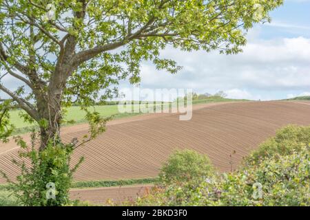Champ labouré et préparé à distance le jour de mai. Pour l'agriculture et l'agriculture britanniques, l'abondance de la terre, la production alimentaire, la production alimentaire Royaume-Uni. Banque D'Images