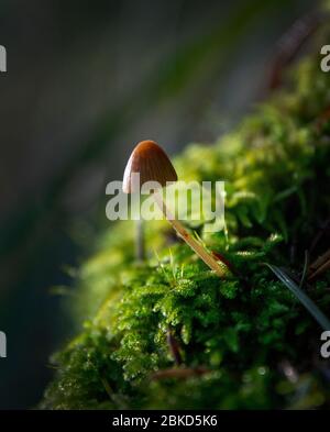 Champignons sauvages, Mont Tamalpais, Californie Banque D'Images