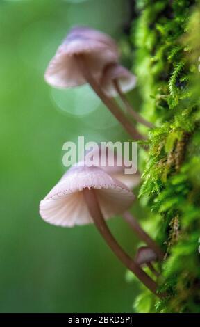 Champignons sauvages, Mont Tamalpais, Californie Banque D'Images