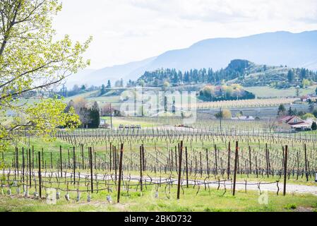 Vue depuis la piste ferroviaire de Kettle Valley, des vignobles et des montagnes en avril dans la vallée de l'Okanagan Banque D'Images