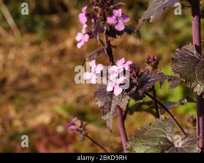 Lunaria annua, Chedglow, fleurs violettes d'honnêteté Banque D'Images
