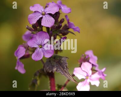 Lunaria annua, Chedglow, fleurs violettes d'honnêteté Banque D'Images