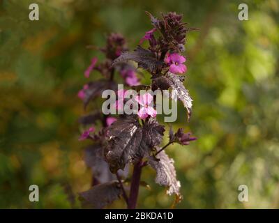 Lunaria annua, Chedglow, fleurs violettes d'honnêteté Banque D'Images