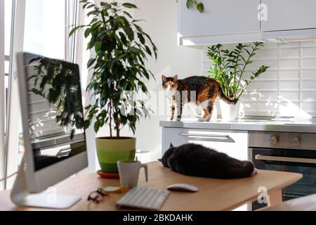 Bien que le propriétaire ne soit pas à la maison ou ne voit pas, deux chats marchent et dorment sur la table à côté du bureau. Travail indépendant, travail à distance en soi Banque D'Images