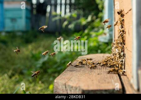 Gros plan sur les abeilles à miel volées dans les abeilles ruches ruches abeilles de travail collectant du pollen jaune. Banque D'Images