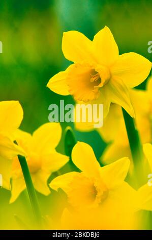 Des jonquilles éclatants lors d'une journée ensoleillée Banque D'Images