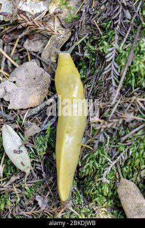 California Banana Slug Banque D'Images