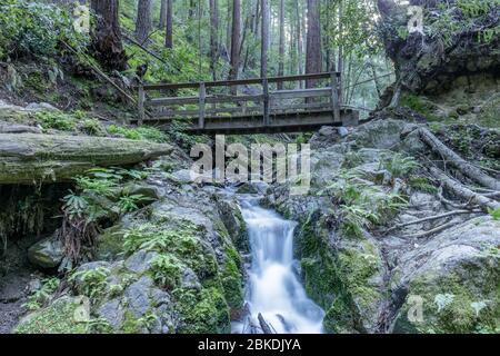 Fall Creek au parc régional Henry Cowell Redwoods Banque D'Images