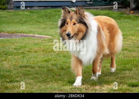 Magnifique bien entretenu rugueuse couché noir et sable femelle collie debout sur la pelouse dans le jardin Banque D'Images