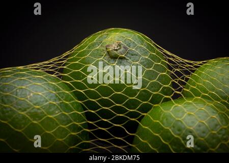 Gros plan de beaucoup de fruits de chaux verte frais et vibrants dans un sac à filet contrasté sur un fond gris foncé. Studio produit clé faible durée de vie. Banque D'Images