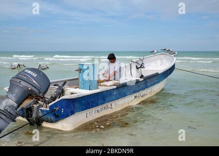 Pêcheur nettoyant les prises du jour et jetant les restes dans la mer où pélicans et mouettes attendent de profiter des restes. Banque D'Images