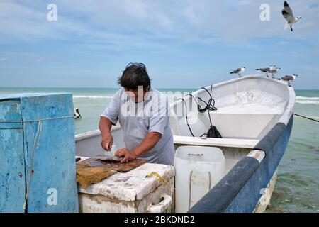 Pêcheur nettoyant les prises du jour et jetant les restes dans la mer où pélicans et mouettes attendent de profiter des restes. Banque D'Images