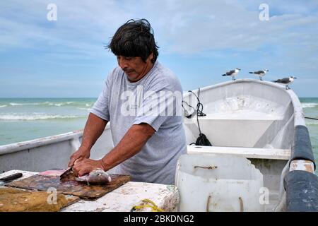 Pêcheur nettoyant les prises du jour et jetant les restes dans la mer où pélicans et mouettes attendent de profiter des restes. Banque D'Images