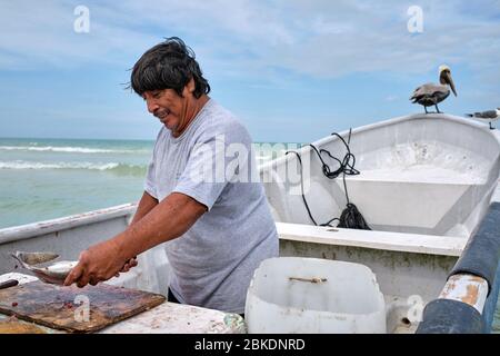 Pêcheur nettoyant les prises du jour et jetant les restes dans la mer où pélicans et mouettes attendent de profiter des restes. Banque D'Images