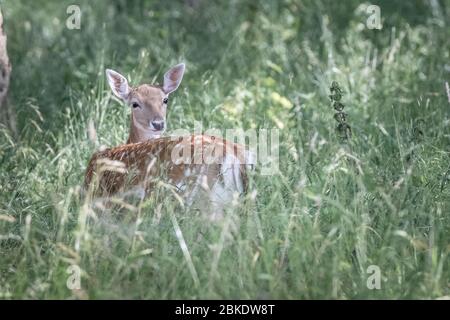 Le jeune cerf-flow regarde de nouveau l'épaule dans l'herbe longue en lumière douce à Phoenix Park Dublin. Banque D'Images