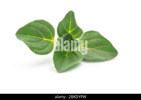 Feuille d'origan organique brut ou marjoram sur fond blanc isolé. L'origan frais et sec est un ingrédient de la nourriture italienne, il a aromatique et de haute noix Banque D'Images