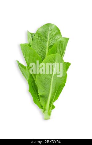 Laitue romaine ou cos verts bio cru sur fond blanc isolé avec chemin de découpe. Les cos frais de laitue ou de romaine ont un goût sucré et croustillant, deli Banque D'Images