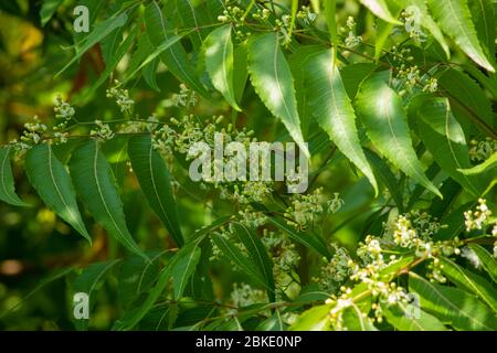 Vue rapprochée du neem arbre avec fleurs (Azadirachta indica). Aussi connu sous le nom de lilas indien Banque D'Images